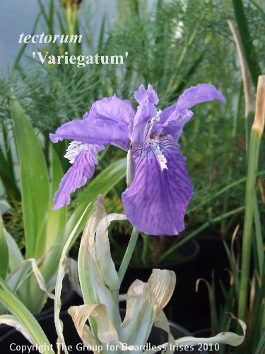 tectorum variegatum